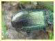 8 probabile Agonum sp. circa 9 mm. - Roma - San Paolo - Lungotevere di Pietra Papa - 10.10.2019 - (5).JPG