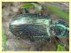 9 probabile Agonum sp. circa 9 mm. - Roma - San Paolo - Lungotevere di Pietra Papa - 10.10.2019 - (6).JPG