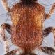 smicro sicana_metasoma.jpg