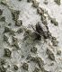Pentatomidae.JPG