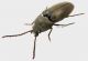Elateridae sp. 3_4.jpg