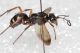 Braconidae forse2.JPG