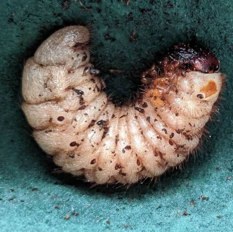 105570464_2615522968776247_9193011990846694019_o-min (1) (1) (2).jpg