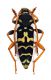 Comb2989-25zL6cr.jpg