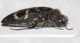 Acmaeoderella cf flavofasciata 1.JPG