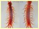 3 probabile Lithobius sp. solo corpo 16 mm. - Anzio 24.5.2020 - (3).JPG