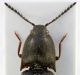 Elateridae 18 testa.jpg