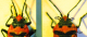 lygaeus.png