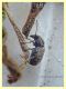 2 probabile Araecerus fasciculatus Anthribidae quasi 4 mm. - Anzio 1.7.2020 - (1).JPG