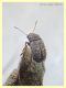 3 probabile Araecerus fasciculatus Anthribidae quasi 4 mm. - Anzio 1.7.2020 - (4).JPG