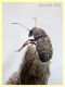 5 probabile Araecerus fasciculatus Anthribidae quasi 4 mm. - Anzio 1.7.2020 - (5).JPG