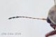 6 probabile Araecerus fasciculatus Anthribidae quasi 4 mm. - Anzio 1.7.2020 - (6).JPG