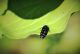 IMG_2306_Beetle (3)_sm.JPG