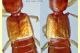 Stafilino rosso-oro 3 mm. - Anzio 5.7.2020 - (8).jpg