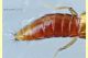 Stafilino rosso-oro 3 mm. - Anzio 5.7.2020 - (6).jpg