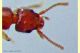 Stafilino rosso-oro 3 mm. - Anzio 5.7.2020 - (4).jpg
