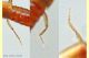 Stafilino rosso-oro 3 mm. - Anzio 5.7.2020 - (5).jpg