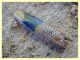probabile Phoracantha recurva morta - elitra 12 mm. - Anzio 5.7.2020 - (6).JPG