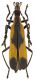 Cantharidae.jpg
