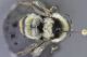 habitus dorsal view 3.jpg
