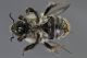 habitus ventral view.jpg