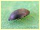 Coleottero predatore uova di Psilla su Eucalipto - 1,8 mm. - Anzio 5.7.2020 - (2).JPG