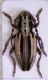 Dorcadion uhagoni nuevos 006.JPG
