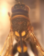 Leucospis_torace.png