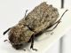Lichenophanes caudatus (Lesne, 1895) 3_4.jpg