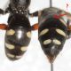Dettagli-Pompilidae-Tergiti.jpg