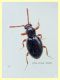 Scydmaeninae prob. Euconnus sp. 1,8 mm. - Anzio 5.7.2020 - (4).JPG