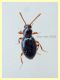Scydmaeninae prob. Euconnus sp. 1,8 mm. - Anzio 5.7.2020 - (5).JPG