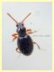 Scydmaeninae prob. Euconnus sp. 1,8 mm. - Anzio 5.7.2020 - (6).JPG