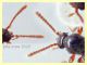 Scydmaeninae prob. Euconnus sp. 1,8 mm. - Anzio 5.7.2020 - (7).JPG