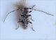 P. decoratus 1.jpg