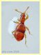 Pselafide 1,2 mm. - Anzio 5.7.2020 - (4).JPG
