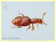 Pselafide 1,2 mm. - Anzio 5.7.2020 - (1).JPG