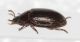 Tenebrionidae 9mm2.JPG