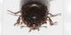 Tenebrionidae 9mm3.JPG
