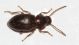 Tenebrionidae 4mm1.JPG