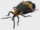 Lycidae 1 3_4 rid.jpg