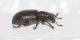 Curculionidae 5mm2.JPG