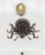 Curculionidae 5mm3.JPG