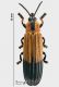 Cryptonychus (Hispinae) rid.jpg