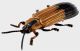 Cryptonychus (Hispinae) 3_4 rid.jpg