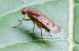 mosca78a.jpg