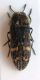 Acmaeodera adspersula 015.jpg