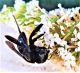 Xylocopa 9.jpg