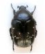 Potosia funebris funebris 020.jpg