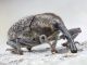 Curculionidae Forum 1.jpg